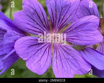 Purple Cranesbill Flower (Geranium x magnificum) Stock Photo