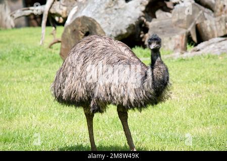 the emu covered in primitive feathers that are dusky brown to grey-brown with black tips. The Emu's neck is bluish black and mostly free of feathers. Stock Photo