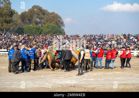 Camel handlers at 2023 Annual Camel Wrestling Championship in Selcuk ...