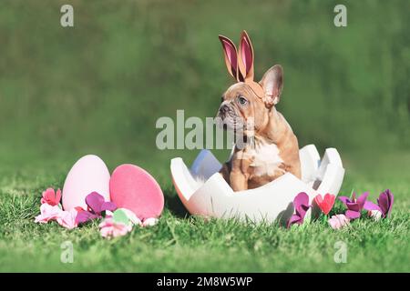 Cute French Bulldog dog puppy sitting in egg shell on grass with copy space Stock Photo