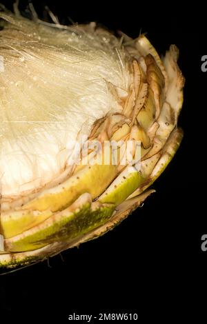 Artichoke ,Cynara cardunculus var. scolymus Stock Photo