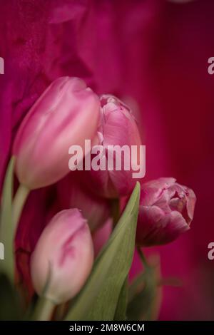 Pink Tulips,  with blurry background. Stock Photo