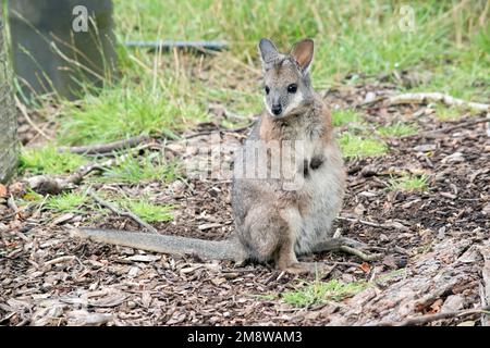 the tammar wallaby is a small marsupial, its body is mainly grey with tan shoulders and a white face stripe Stock Photo