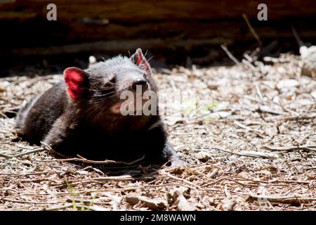 the tasmanian devil is a black marsupial Stock Photo