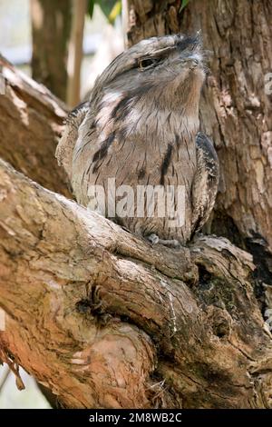 the twany frogmouth  plumage is mottled grey, white, black and rufous – the feather patterns help them mimic dead tree branches Stock Photo