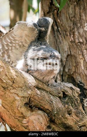 the twany frogmouth  plumage is mottled grey, white, black and rufous – the feather patterns help them mimic dead tree branches. It has bright yellow Stock Photo