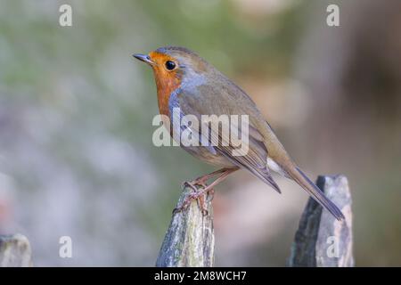 A shallow focus shot of a european robin perched on a fence Stock Photo