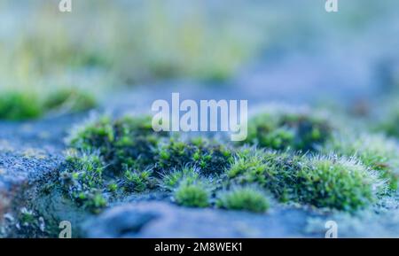 Moss on the wall of the Petrovaradin fortress, wet with the first morning dew. Stock Photo