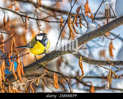 Little bird titmouse on a tree branch in winter Stock Photo