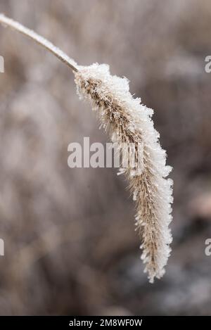 frost  Wild  weed grass Dried Up Foxtail  winter Meadow background frozen Snow Setaria close-up macro Stock Photo