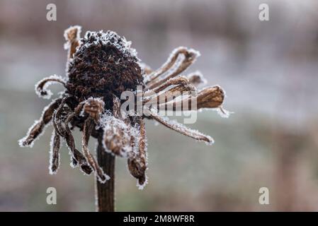 Close-Up Of Frost crystals Zinnia elegans Outdoors macro winter dry flower garden Stock Photo