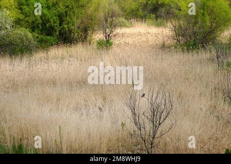 Landscape with dry reed, green trees and bushes and a crow on a branch of empty small tree in wetland in Vacaresti Delta natural park in Bucharest Stock Photo