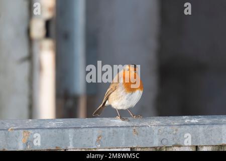 A Robin (Erithacus Rubecula) Perched on the Lower Half of an Open Stable Door Stock Photo