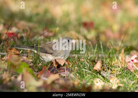A dark-eyed junco, Junco hyemalis, standing in grass among fallen leaves foraging for seeds in St Albert, Alberta, Canada. Stock Photo