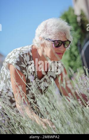 Happy senior woman smelling and touching lavender flowers Stock Photo