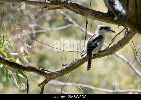 the laughing kookaburra is perched high in a tree Stock Photo