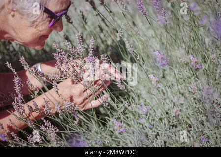 Happy senior woman smelling and touching lavender flowers Stock Photo