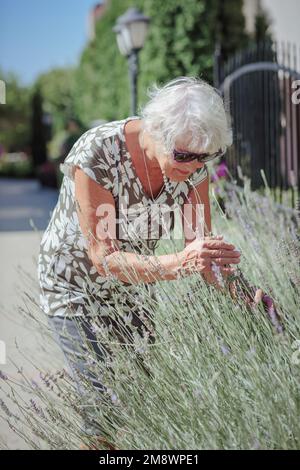 Portrait of an elderly female gardener caring for lavender flowers Stock Photo