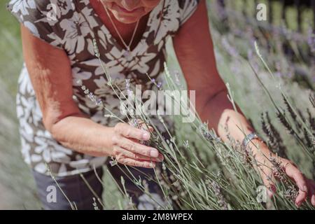 Unrecognizable senior woman caring lavender flowers Stock Photo