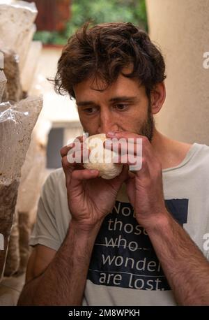 Close-up of Young farmer man sniffing a mushroom Stock Photo