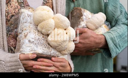 people holding grown medium with lion mane mushrooms Stock Photo