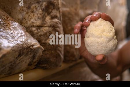 lion mane mushrooms in farmers hand. Stock Photo
