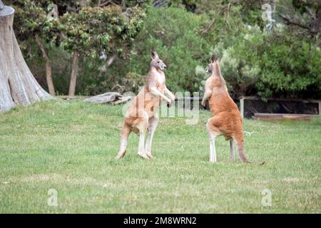 the two male kangaroos are fighting over who will end up mating with the  females. They are sizing their opposition before they attack Stock Photo -  Alamy