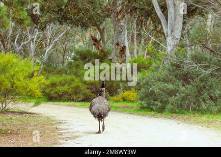 An emu bird (Dromaius novaehollandiae) walking down a path in lush bushland, seen from the back Stock Photo