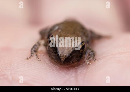 Close up of Australian Blue Mountains Tree Frog Tadpole Stock Photo