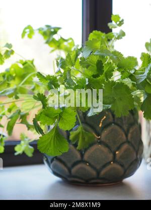 Coriander (Coriandrum sativum) plant in a pretty pot on a kitchen window sill close up Stock Photo