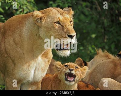 intent mother lioness with 4 four vulnerable small Lion cubs (Panthera leo) walking together through grassland -Masai Mara Conservancy, Kenya, Africa Stock Photo