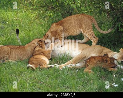 intent mother lioness with 4 four vulnerable small Lion cubs (Panthera leo) walking together through grassland -Masai Mara Conservancy, Kenya, Africa Stock Photo