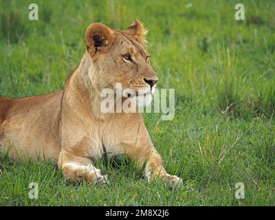 intent mother lioness with 4 four vulnerable small Lion cubs (Panthera leo) walking together through grassland -Masai Mara Conservancy, Kenya, Africa Stock Photo