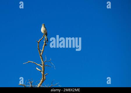 Bird watching in the Sedona area of Arizona, USA. (2011) Stock Photo