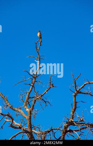 Bird watching in the Sedona area of Arizona, USA. (2011) Stock Photo