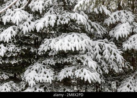 Snow covered evergreen branches in winter Stock Photo