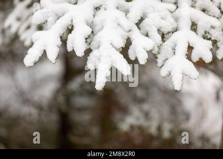 Snow covered pine branches with copy space Stock Photo