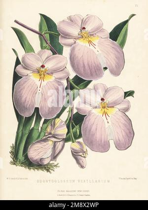 Flag-like Miltoniopsis orchid, Miltoniopsis vexillaria, native to Colombia and Ecuador. As Odontoglossum vexillarium, from a specimen raised by Veitch and Sons nursery, King's Road, Chelsea. Handcolored botanical illustration drawn and lithographed by Worthington George Smith from Henry Honywood Dombrain's Floral Magazine, New Series, Volume 2, L. Reeve, London, 1873. Lithograph printed  by Vincent Brooks, Day & Son. Stock Photo