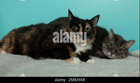 cute two cats calico and grey tabby with green eyes on a white blanket Stock Photo