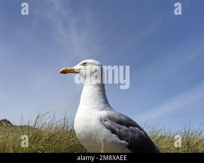 Portrait of a herring-gull, Larus argentatus, Amrum, North Frisian Islands, World Nature Heritage, Wadden Sea, Germany, Stock Photo