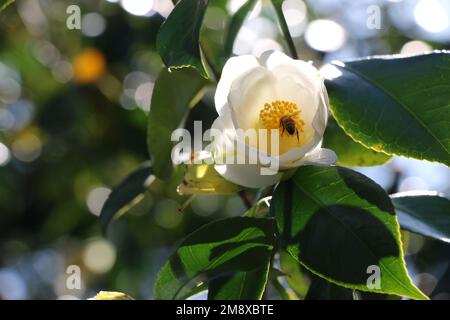 Beautiful white camellia flower with glossy green leaves.   A bee collects nectar from the yellow stamens. Stock Photo