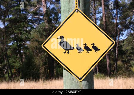Bright yellow road sign of a mother duck with ducklings following in a row. Stock Photo