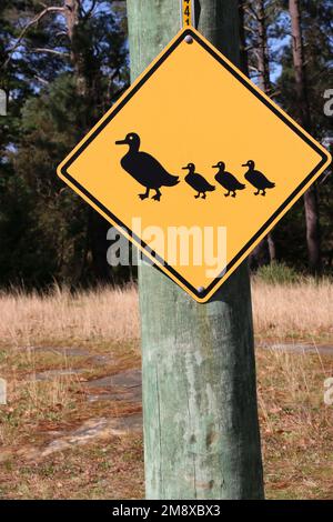 Bright yellow road sign of a mother duck with ducklings following in a row. Stock Photo