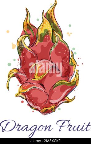 Pitaya watercolor icon Stock Vector