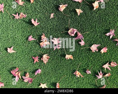 Autumn leaves on artificial grass. Stock Photo