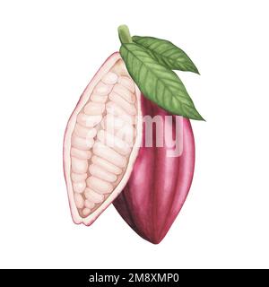 Ruby Ripe Cocoa pod with beans and leaves isolated on white background. Watercolor hand drawn Illustration for menus, chocolate packaging, organic pro Stock Photo