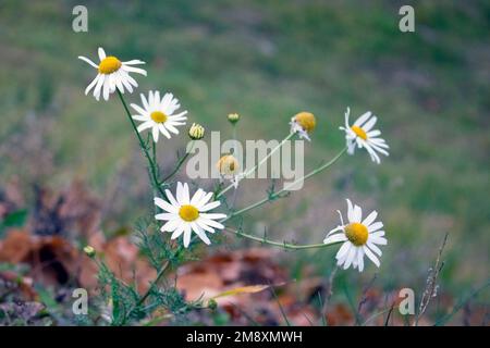 White chamomiles on a green lawn in summer Stock Photo