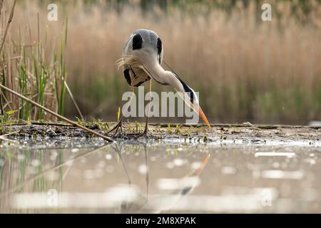 Grey heron (Ardea cinerea) sunbathing on willow tree, Haut-Rhin department, Alsace, France Stock Photo