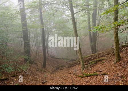 Deciduous forest, copper beech (Fagus sylvatica) and european hornbeams (Carpinus betulus) in fog, Diemelsee nature park Park, Hesse, Germany Stock Photo