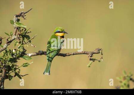 Little bee-eater (Merops pusillus) bird perched on a thin branch in Masai Mara, Kenya Stock Photo
